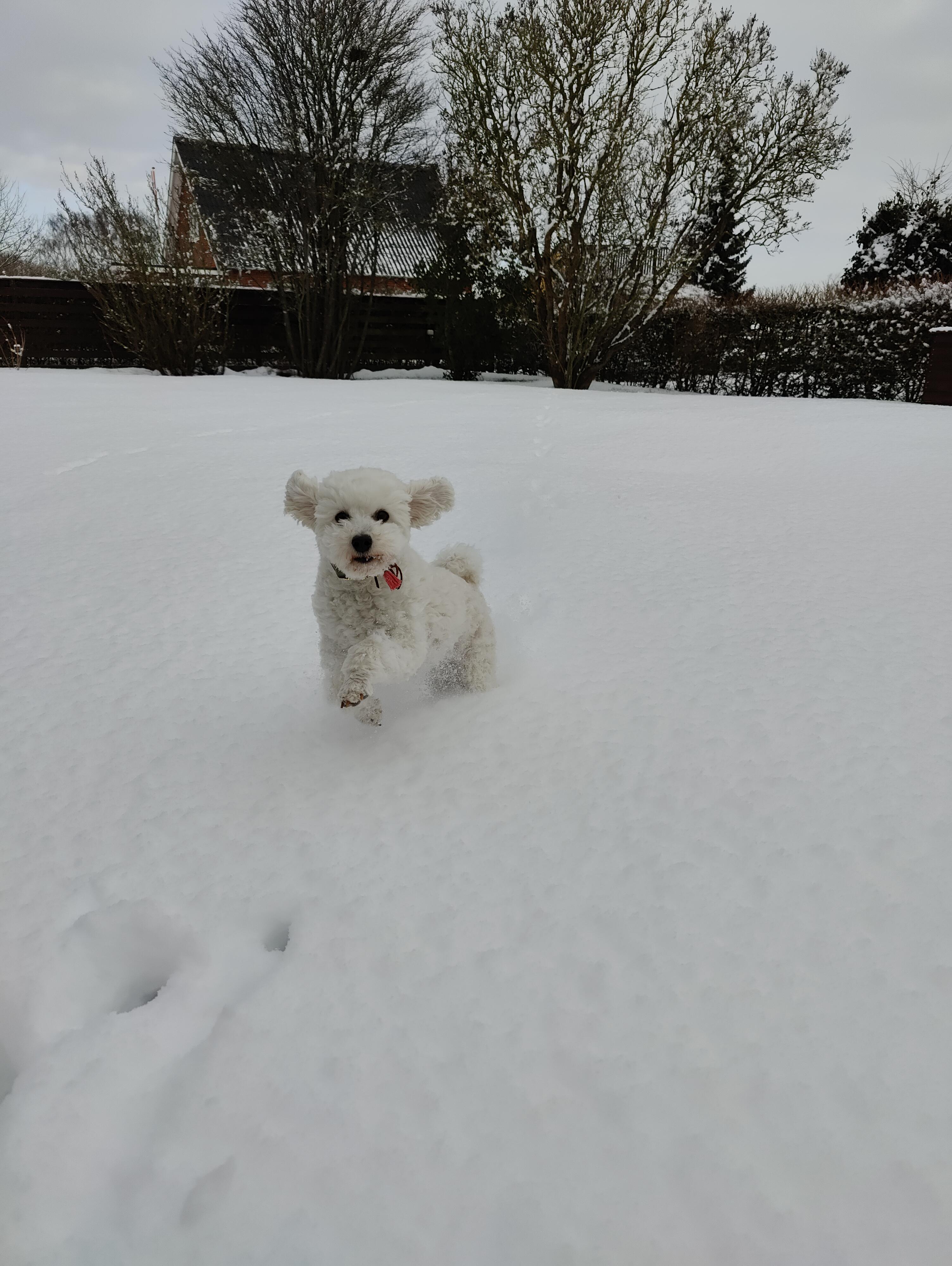 Asta og Coco